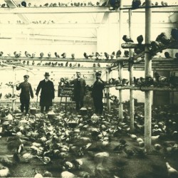 Pigeon Service t.e. 163 a