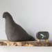 Pigeon cushion 185 e
